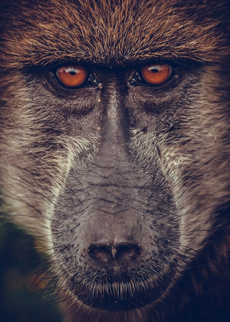 Free baboon monkey closeup image